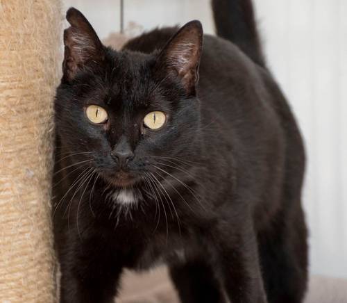 Encarna – EKH, weiblich, 2 Jahre, 65520 Bad Camberg – zur Adoption