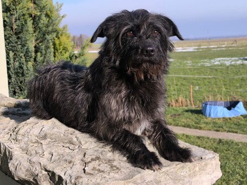 Yamira – Hund, männlich, 6 Jahre, 32758 Detmold – zur Adoption