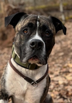 Geronimo – Presa Canario, männlich, 6 Jahre, 5 Monate, 70195 Stuttgart-Botnang – zur Adoption