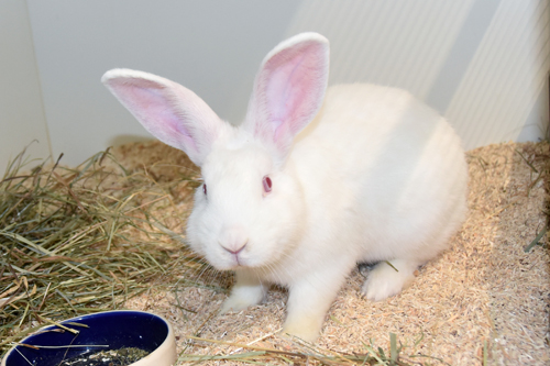 Mila – Zwergkaninchen, weiblich, 90537 Feucht – zur Adoption