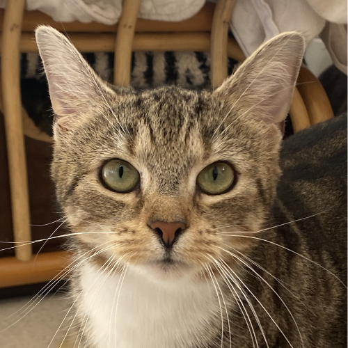 Nico und Freunde – Hauskatze, männlich, 1 Jahr, 28357 Bremen – zur Adoption