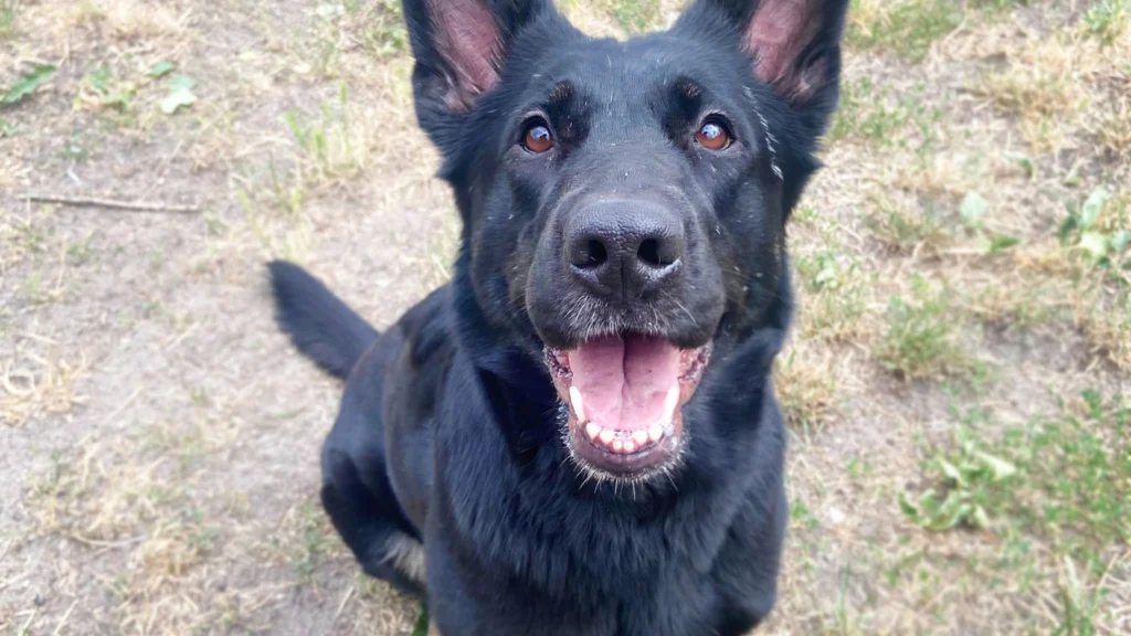 Dotty – Schäferhund, weiblich, 3 Jahre, 4 Monate, 13057 Berlin – zur Adoption