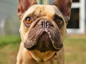Shotgun – Franz. Bulldogge, männlich, 4 Jahre, 90537 Feucht – zur Adoption