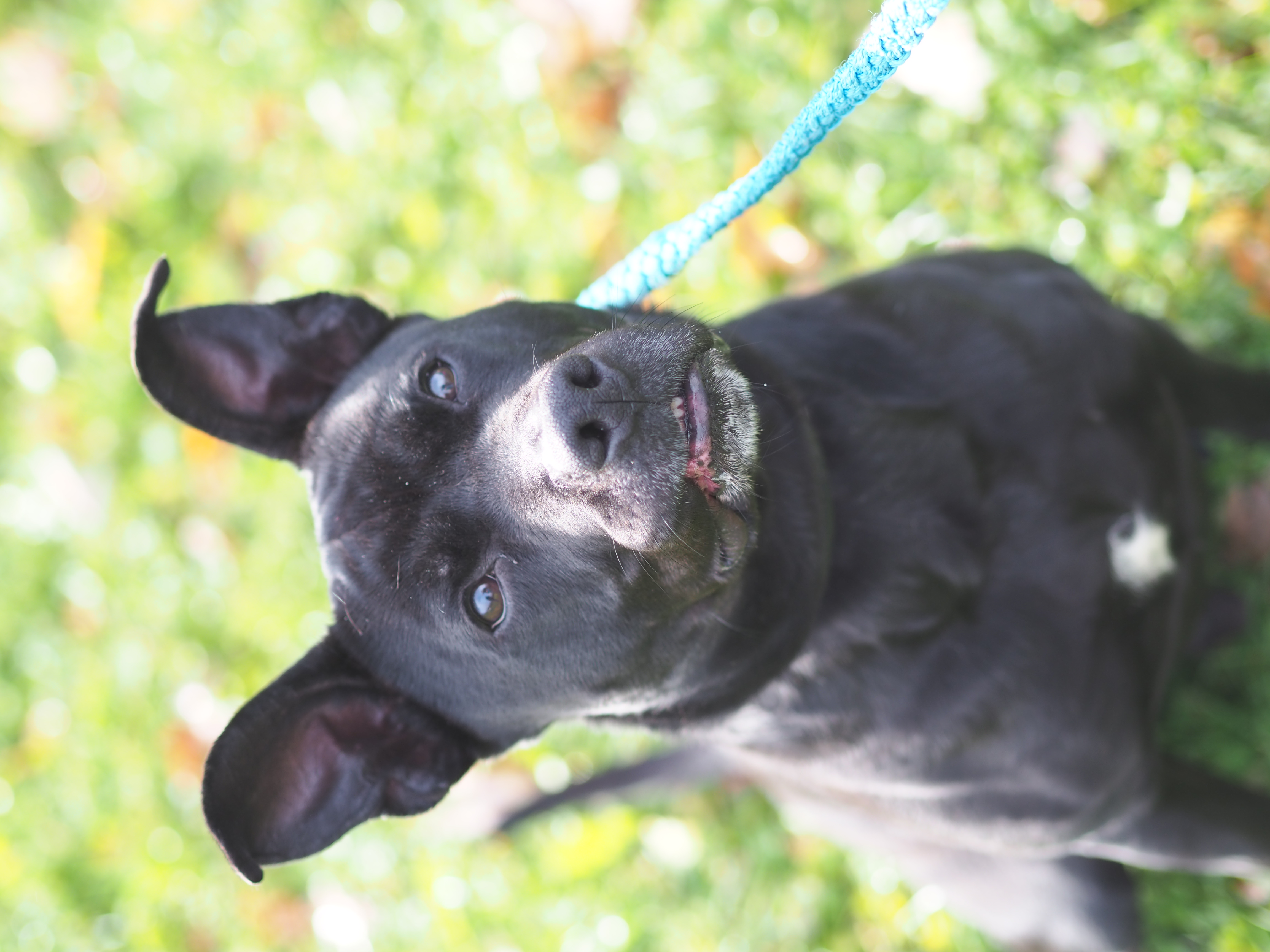 Hektor – American Pitbull Terrier - Mix, männlich, 5 Jahre, 50969 Köln-Zollstock – zur Adoption