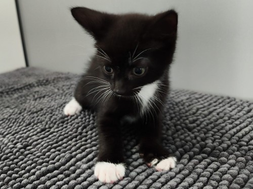 Ringo
