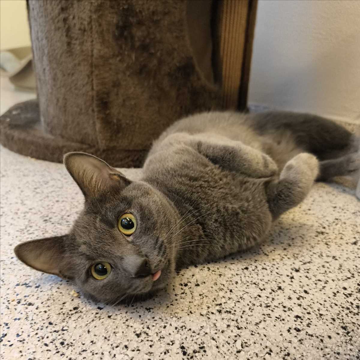 TILLY – Europäisch Kurzhaar, weiblich, 1 Jahr, 81829 München – zur Adoption