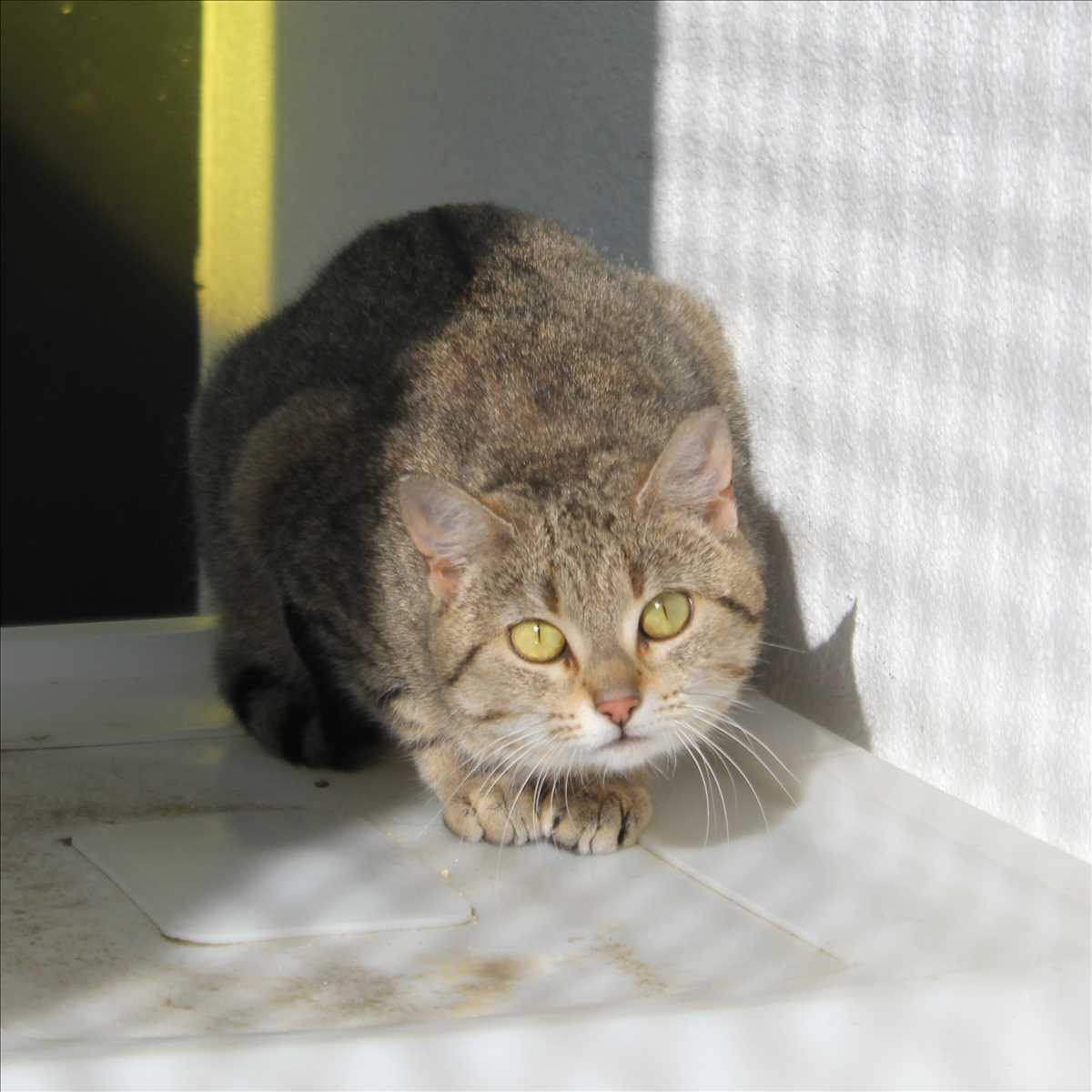 VALENTINA – Europäisch Kurzhaar, weiblich, 2 Jahre, 81829 München – zur Adoption