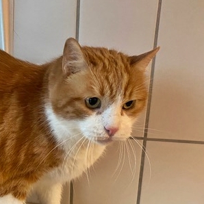 Garfield – EKH, männlich, 5 Jahre, 90537 Feucht – zur Adoption