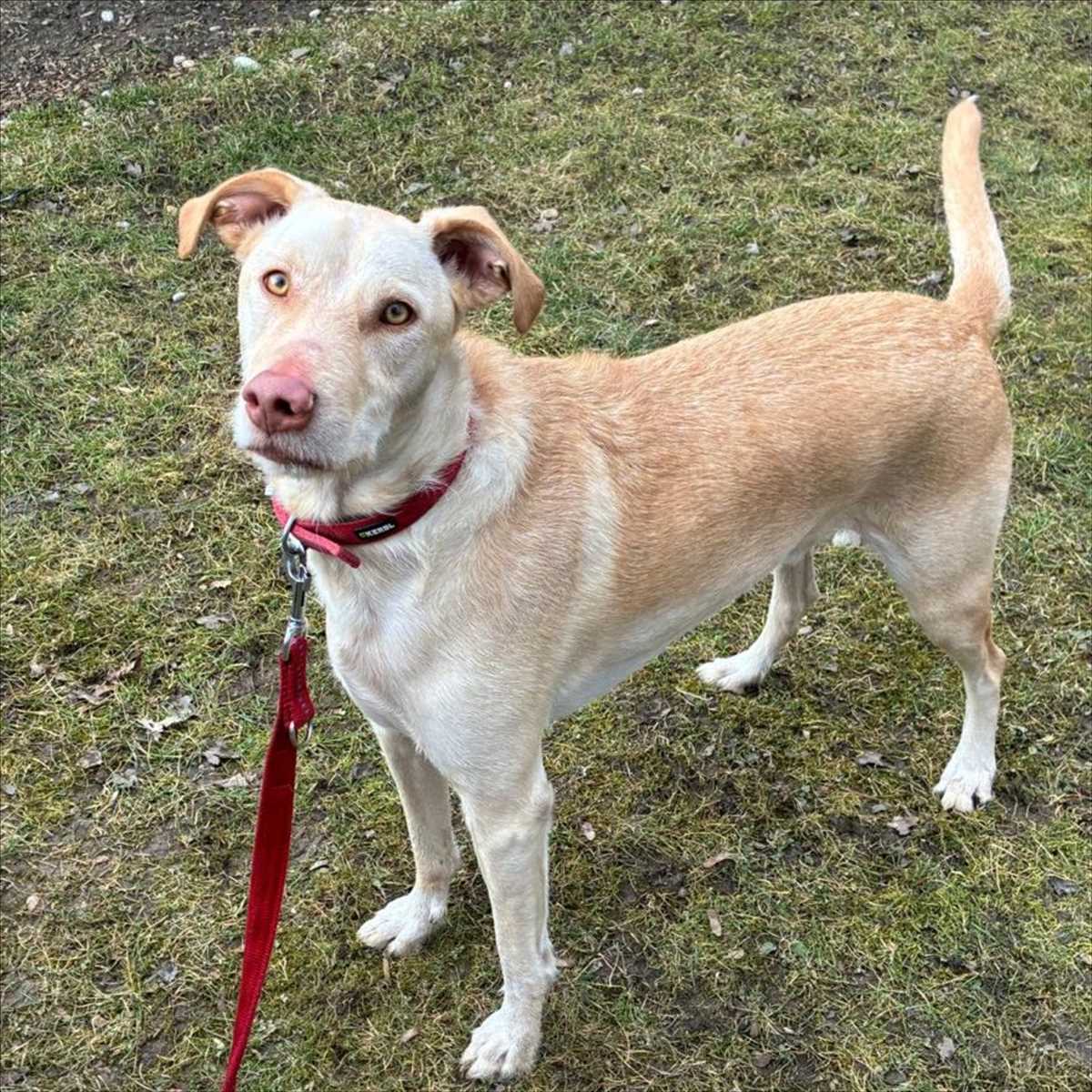 ICHIKO – Mix, männlich, 2 Monate, 81829 München – zur Adoption