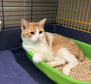 Peter – Europäisch Kurzhaar, männlich, 97525 Schwebheim – zur Adoption