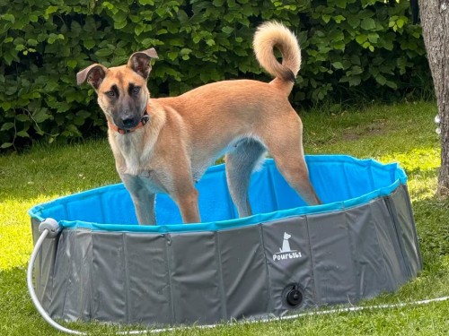 Sanja – Schäferhund-Mischling (vermutlich Malinois-Mix), weiblich, 1 Jahr, 32758 Detmold – zur Adoption
