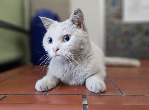 Sebastian – Britisch Kurzhaar – Mix, männlich, 1 Jahr, 97525 Schwebheim – zur Adoption