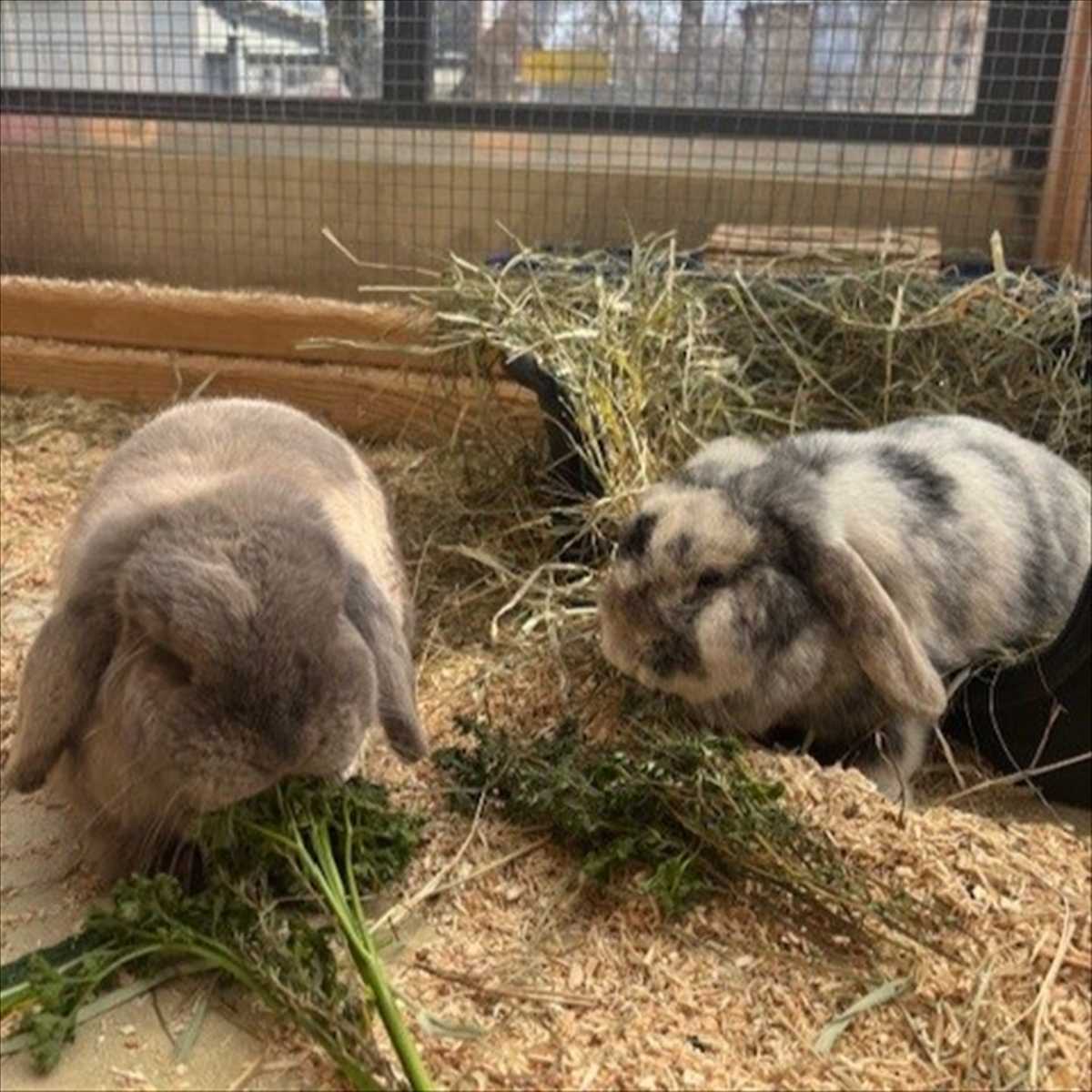 Hokuspokus – Widderkaninchen, männlich, 1 Jahr, 3 Monate, 81829 München – zur Adoption