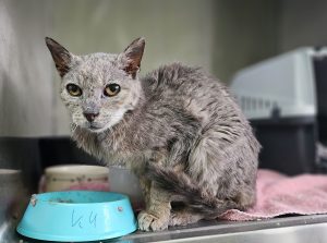 Kian – Europäisch Kurzhaar, männlich, 10 Jahre, 97525 Schwebheim – zur Adoption