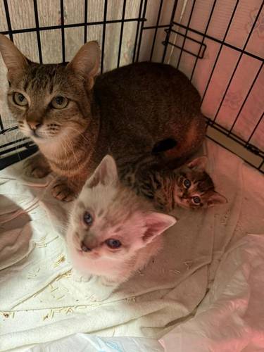 Perico – Siam-Mix, männlich, 1 Monate, 65520 Bad Camberg – zur Adoption