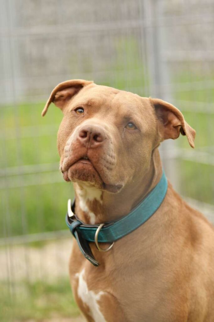 TJ (Tommy Junior) – Staffordshire-Mix, männlich, 5 Jahre, 13057 Berlin – zur Adoption