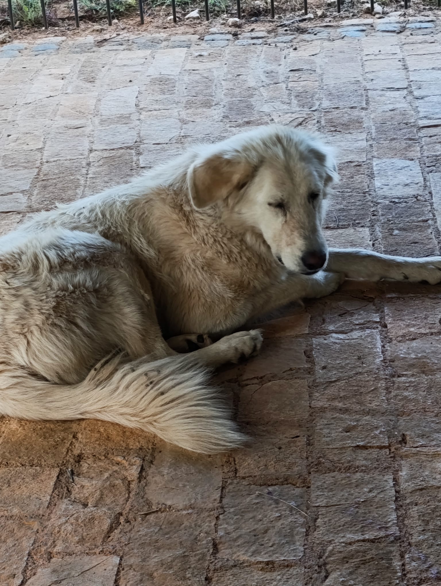 Duška – Hund, weiblich, 1 Jahr, Nordic Strays e.V. – zur Adoption