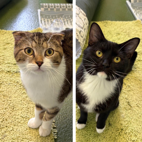 Sherlock und Watson – Katze, männlich, 10 Monate, 28357 Bremen – zur Adoption