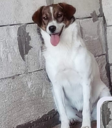 Aila