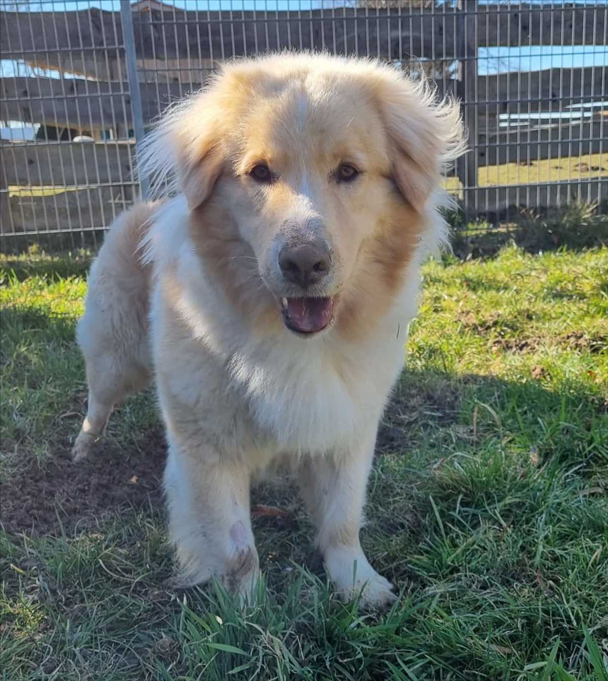 KYMA – Herdenschutzhund Mischling, männlich, 2 Jahre, 8 Monate, 81829 München – zur Adoption