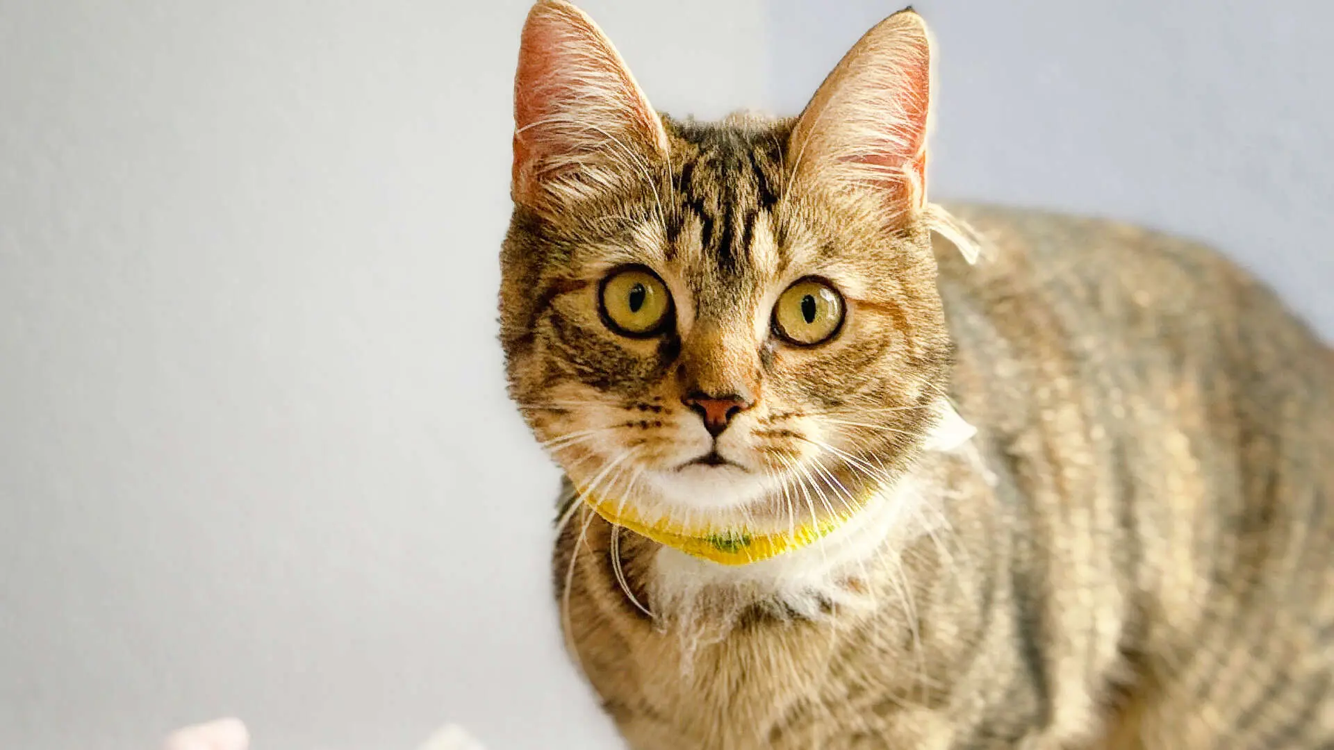 Thea & Thilda – EKH/Langhaar-Mix, weiblich, 10 Monate, 13057 Berlin – zur Adoption