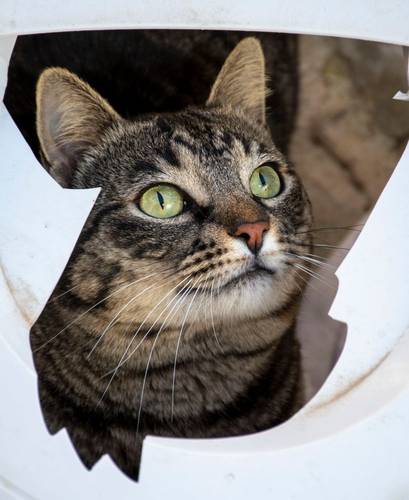 Mariano – Europäisch Kurzhaar, männlich, 4 Jahre, 6 Monate, 65520 Bad Camberg – zur Adoption