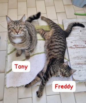 Toni und Freddy – EKH, männlich, 70195 Stuttgart-Botnang – zur Adoption