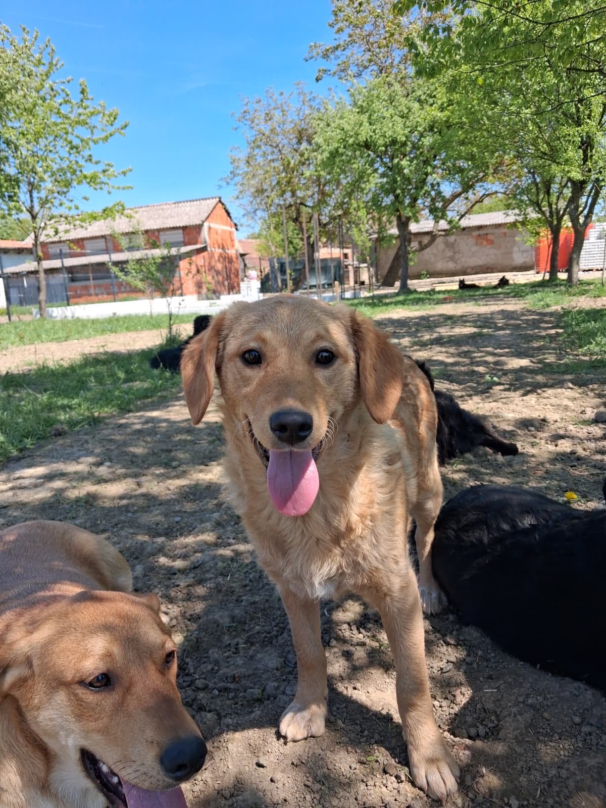 Ruma – Hund, weiblich, Nordic Strays e.V. – zur Adoption