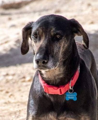 Wendy – Deutscher Schäferhund-Mix, weiblich, 7 Jahre, 65520 Bad Camberg – zur Adoption