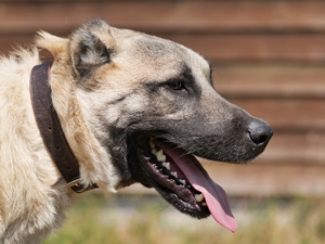 Aslan – Kangal, männlich, 2 Jahre, 90537 Feucht – zur Adoption