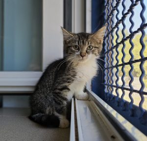 Fina – Europäisch Kurzhaar, weiblich, 3 Monate, 97525 Schwebheim – zur Adoption