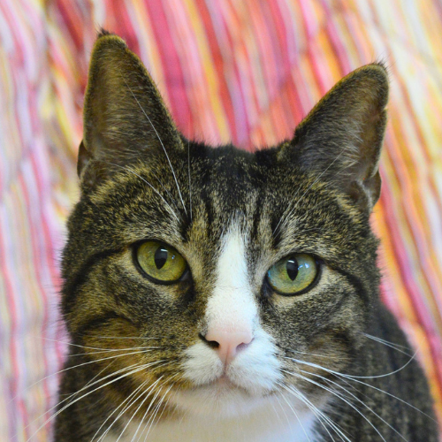Tiger – Katze, männlich, 6 Jahre, 28357 Bremen – zur Adoption