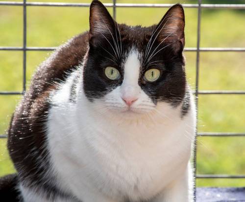 Gala – EKH, weiblich, 1 Jahr, 65520 Bad Camberg – zur Adoption
