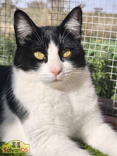 Bastet – Europäisch Kurzhaar, weiblich, 3 Jahre, 65520 Bad Camberg – zur Adoption