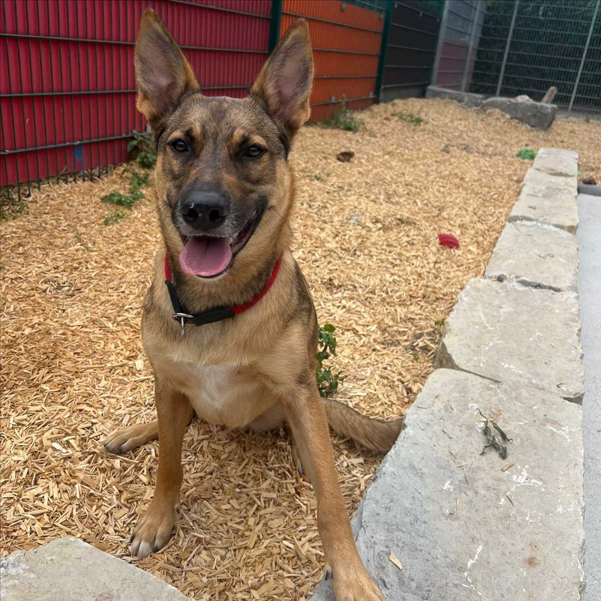 MILES – Malinois, Mix / Schäferhund-Mix, männlich, 81829 München – zur Adoption