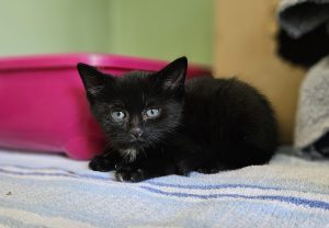 Tim – Europäisch Kurzhaar, männlich, 1 Monate, 97525 Schwebheim – zur Adoption