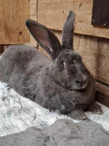 Knuddelluff