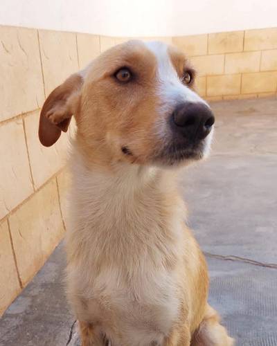 Candela – Hund, weiblich, 3 Jahre, 7 Monate, 65520 Bad Camberg – zur Adoption
