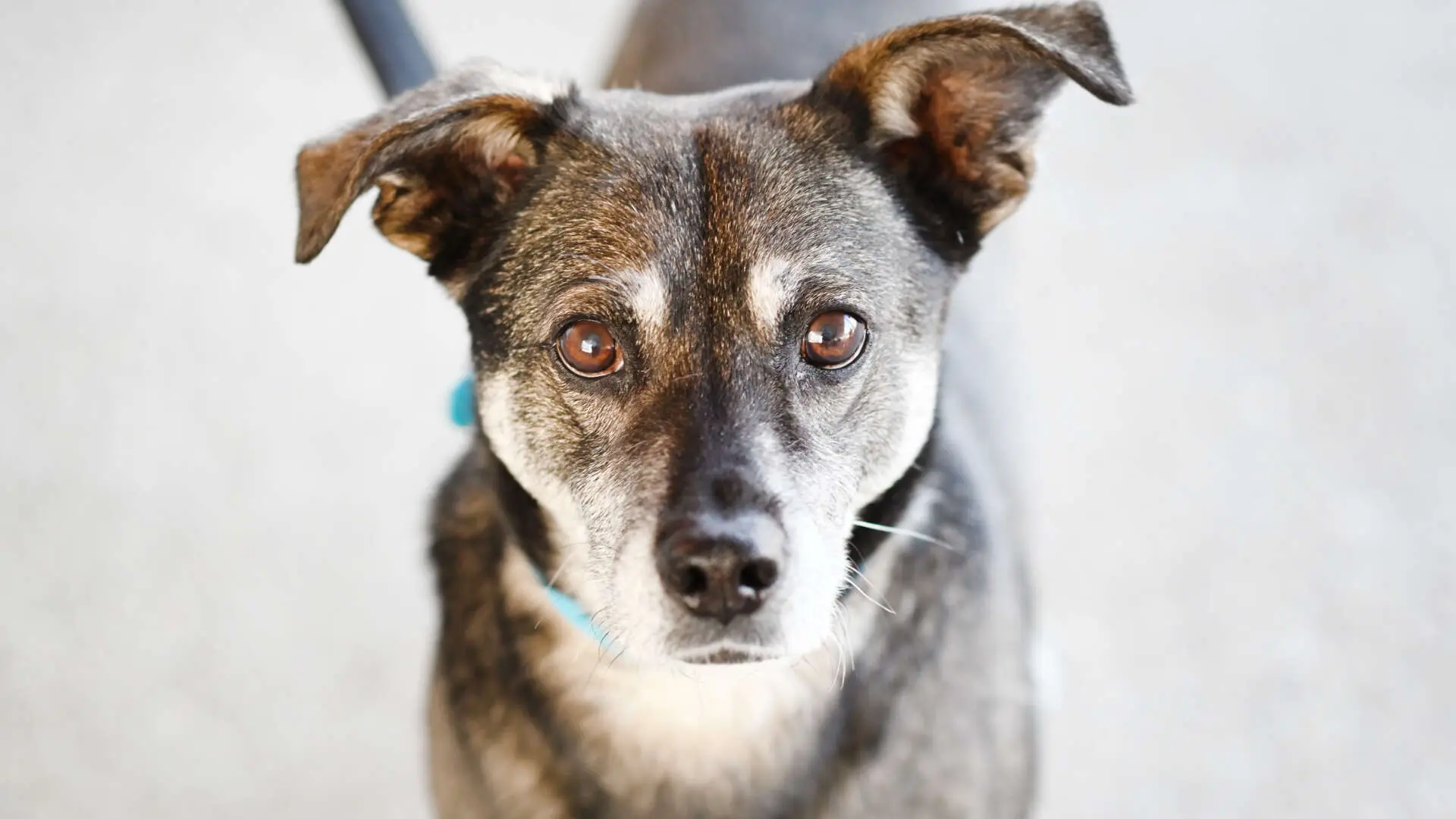 Akki – Terrier-Mix, männlich, 90 Monate, 13057 Berlin – zur Adoption