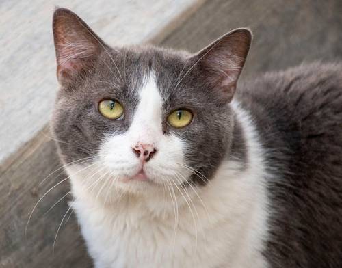 Angel – Europäisch Kurzhaar, männlich, 5 Jahre, 65520 Bad Camberg – zur Adoption