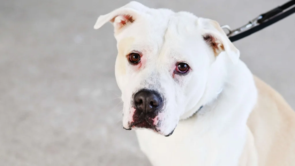 Bruce – Staffordshire Terrier Mix, männlich, 8 Monate, 13057 Berlin – zur Adoption