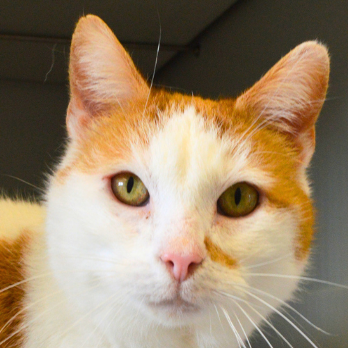 Mazo – Katze, männlich, 1 Jahr, 28357 Bremen – zur Adoption