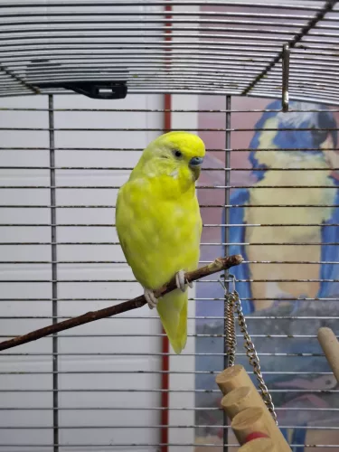 Sunny – Wellensittich, männlich, 2 Jahre, 26389 Wilhelmshaven – zur Adoption