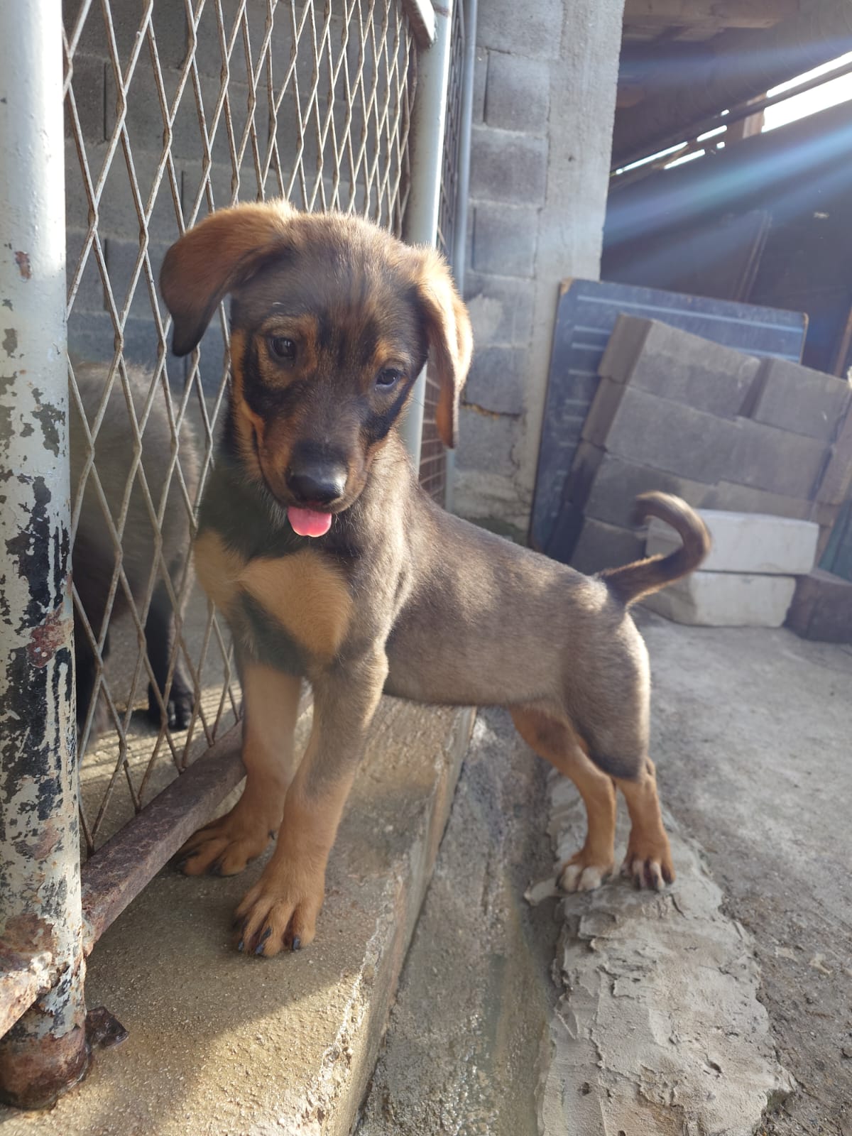 Ira – Hund, weiblich, Nordic Strays e.V. – zur Adoption