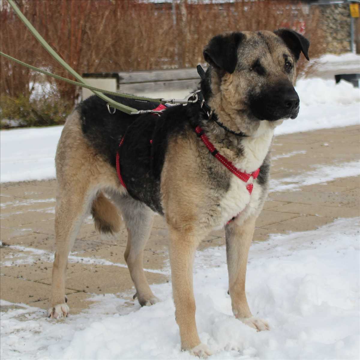 SOFIE – Mischlingshündin, weiblich, 2 Jahre, 81829 München – zur Adoption