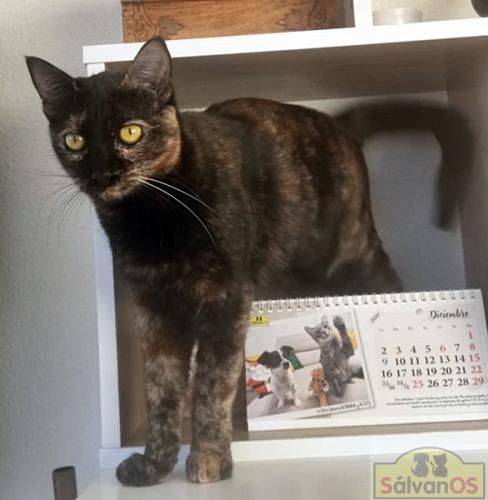 Vega – Europäisch Kurzhaar, weiblich, 1 Jahr, 65520 Bad Camberg – zur Adoption