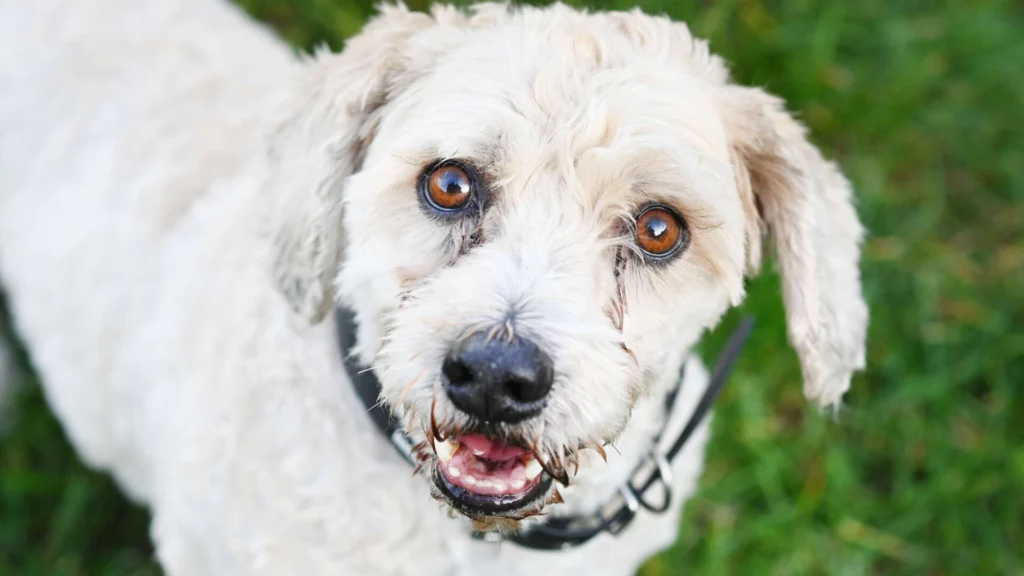 Mikes – West Highland Terrier-Pudel-Mix, männlich, 8 Jahre, 9 Monate, 13057 Berlin – zur Adoption