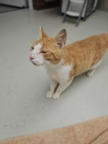 Moritz – EKH, männlich, 26389 Wilhelmshaven – zur Adoption