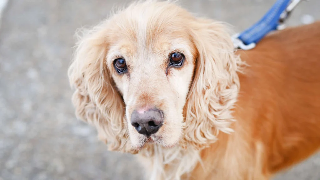 Miki – Cocker Spaniel-Mix, männlich, 3 Jahre, 8 Monate, 13057 Berlin – zur Adoption