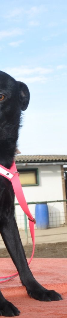 Mousy – Mischling, Männchen, 2 Jahre 1 Monat, Nordic Strays e.V. – Foto 1